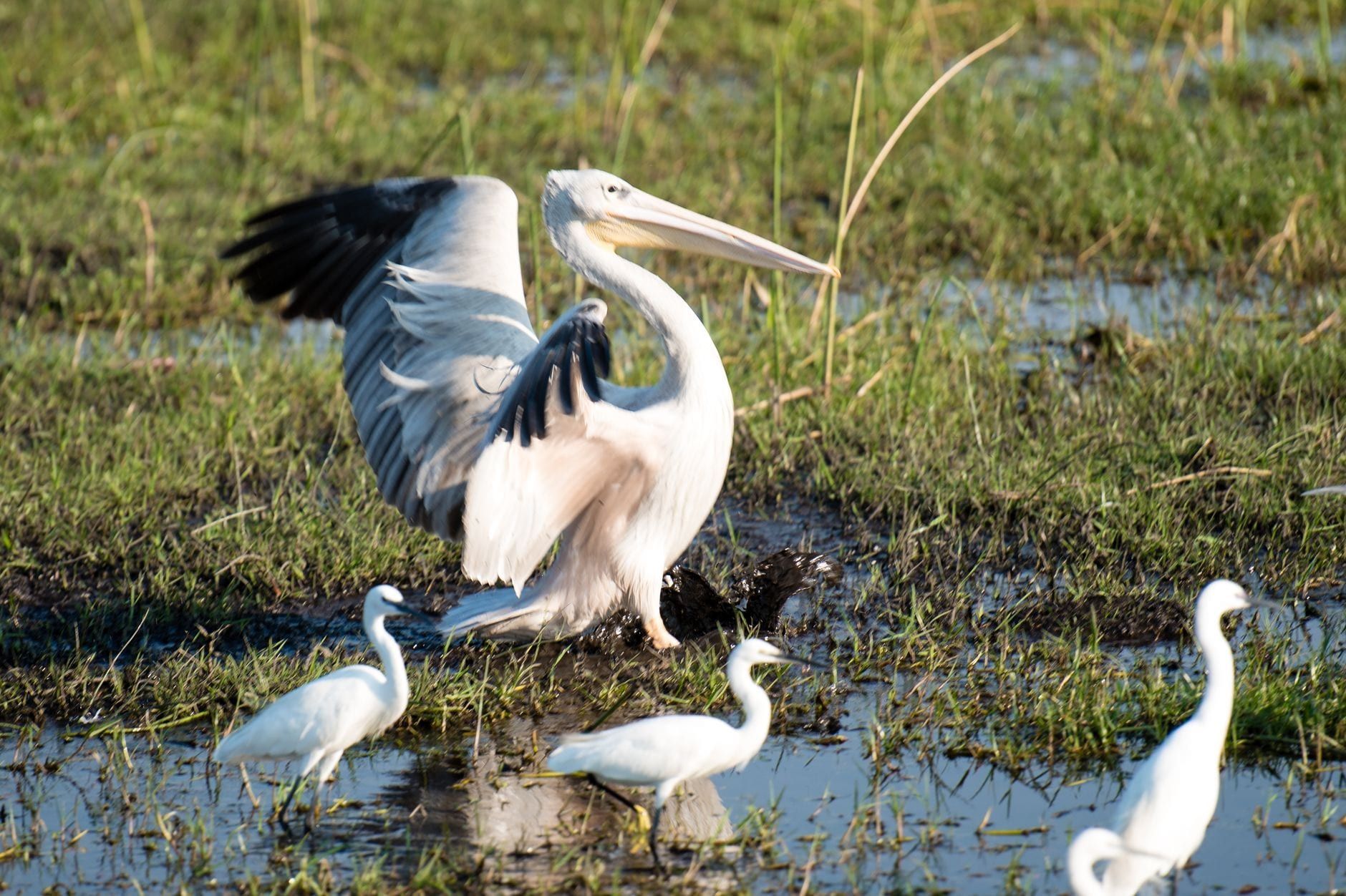 Un pélican blanc à grandes ailes déployées se tient parmi des aigrettes dans un marais du delta de l'Okavango.