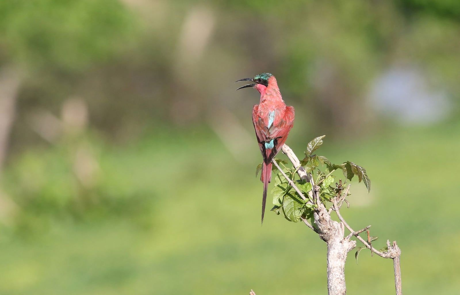 Un guêpier écarlate perché sur une branche feuillue sur un fond vert luxuriant au Botswana.