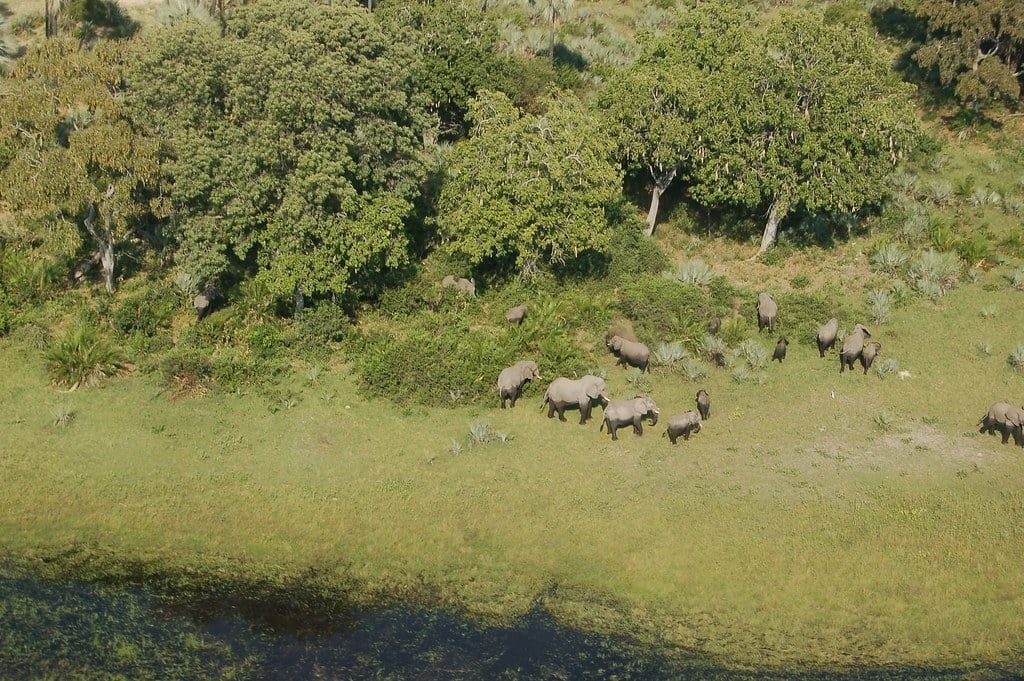 Luftaufnahme einer Elefantenherde, die im Okavango-Delta in Botswana in der Nähe von Bäumen und Wasser grast.