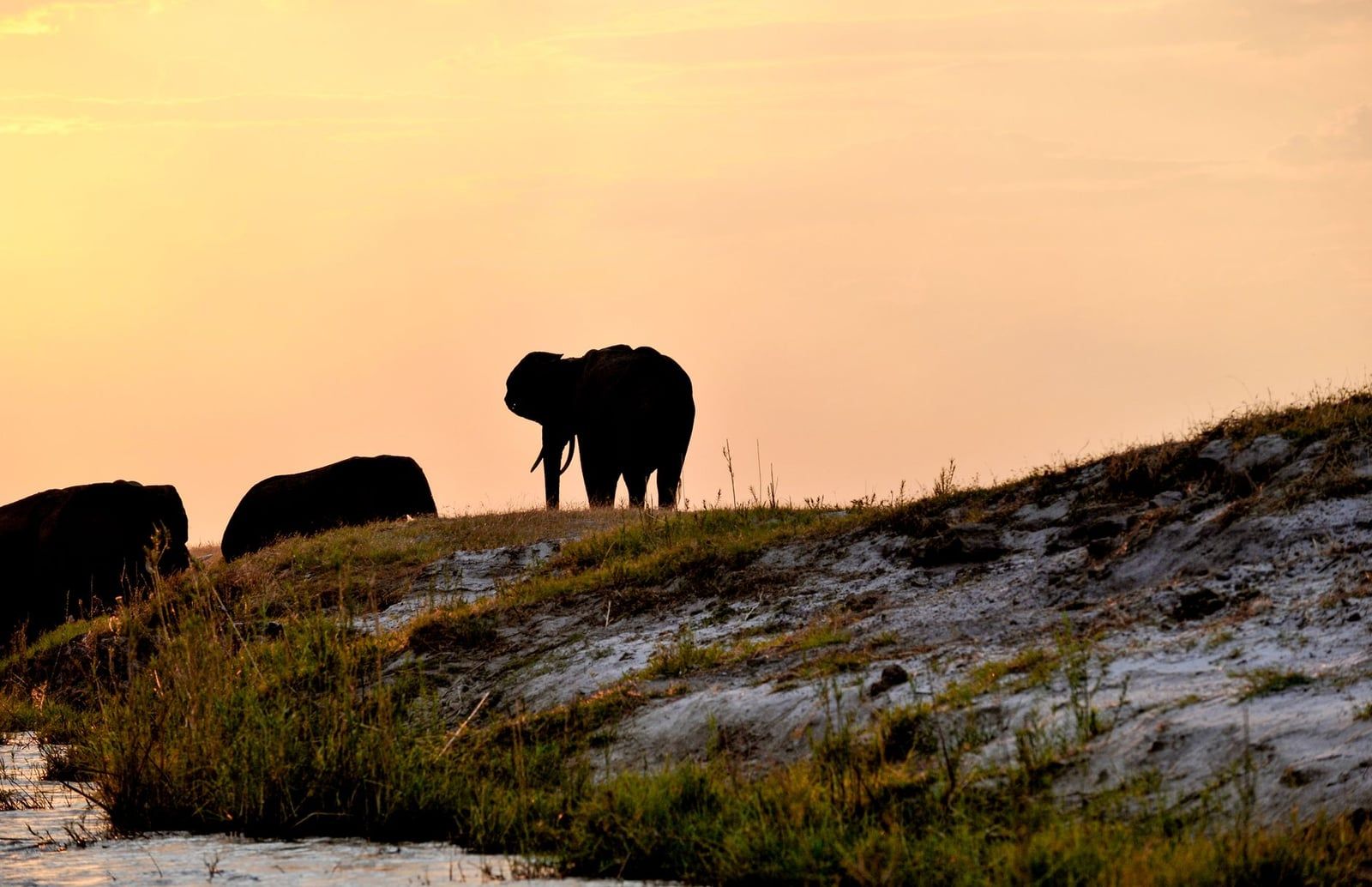 Afrikanische Elefanten als Silhouetten am Flussufer des Chobe-Flusses bei Sonnenuntergang.