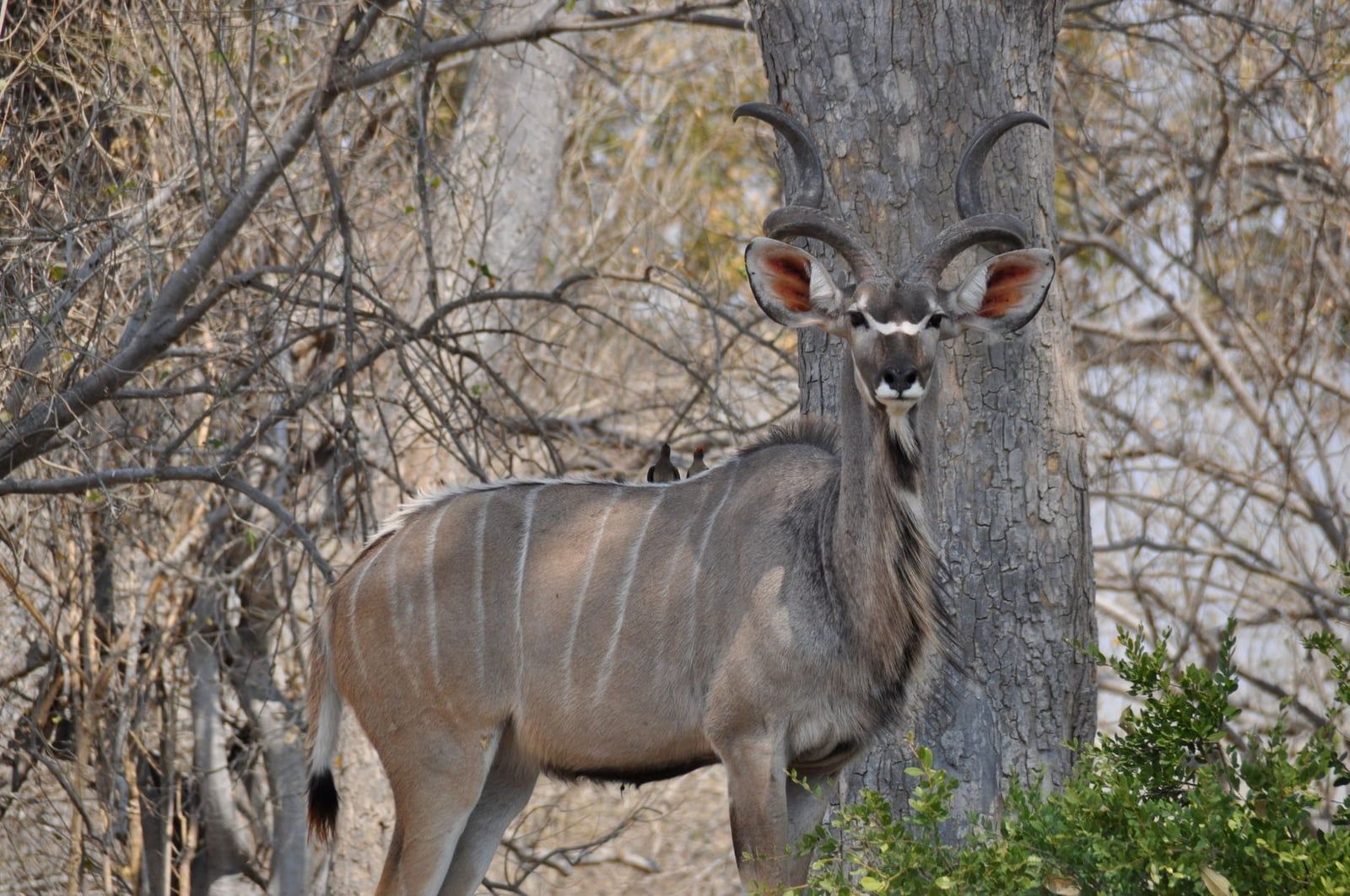 Ein Großer Kudu-Männchen steht zwischen Bäumen im Moremi-Game-Reserve im Okavango-Delta.