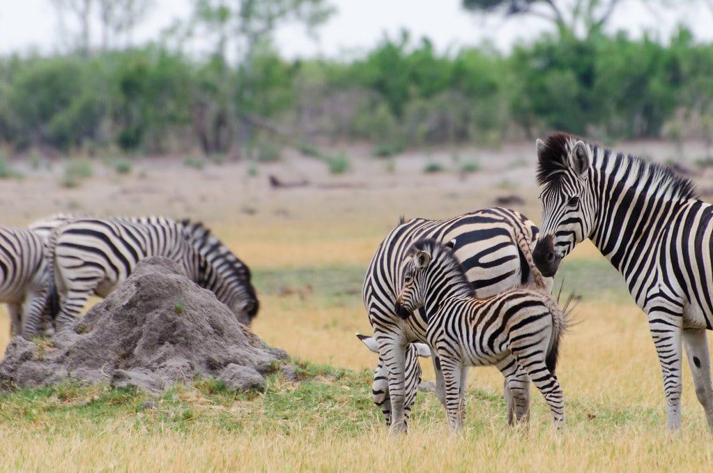 Eine Gruppe von Steppenzebras, darunter ein junges Fohlen, grast auf offener Grasfläche in der Region Okavango-Delta in Botswana.