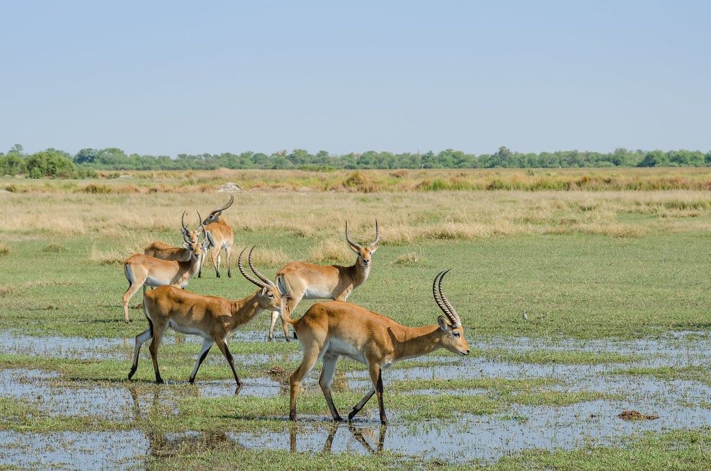 Eine Herde Letschwe-Antilopen watet durch flaches Wasser auf einer Überschwemmungsebene im Okavango-Delta.