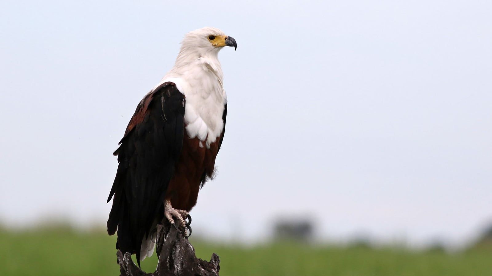 Ein erwachsener Schreisee-adler sitzt wachsam auf einem verwitterten Baumstumpf in Botswana.