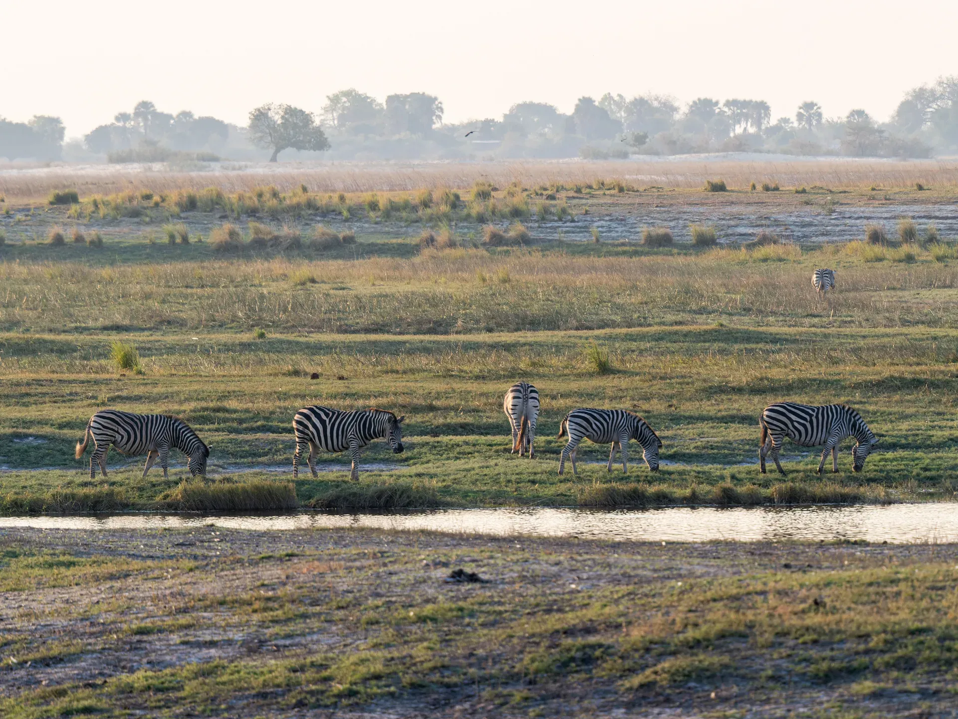 Delta de l'Okavango