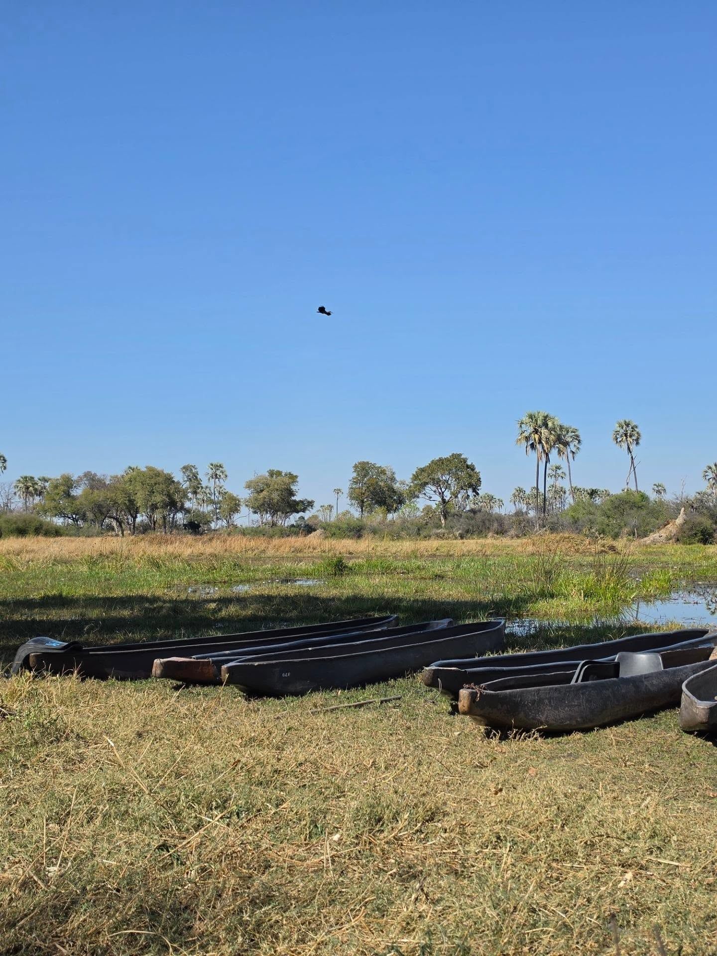 Vue de Delta de l'Okavango