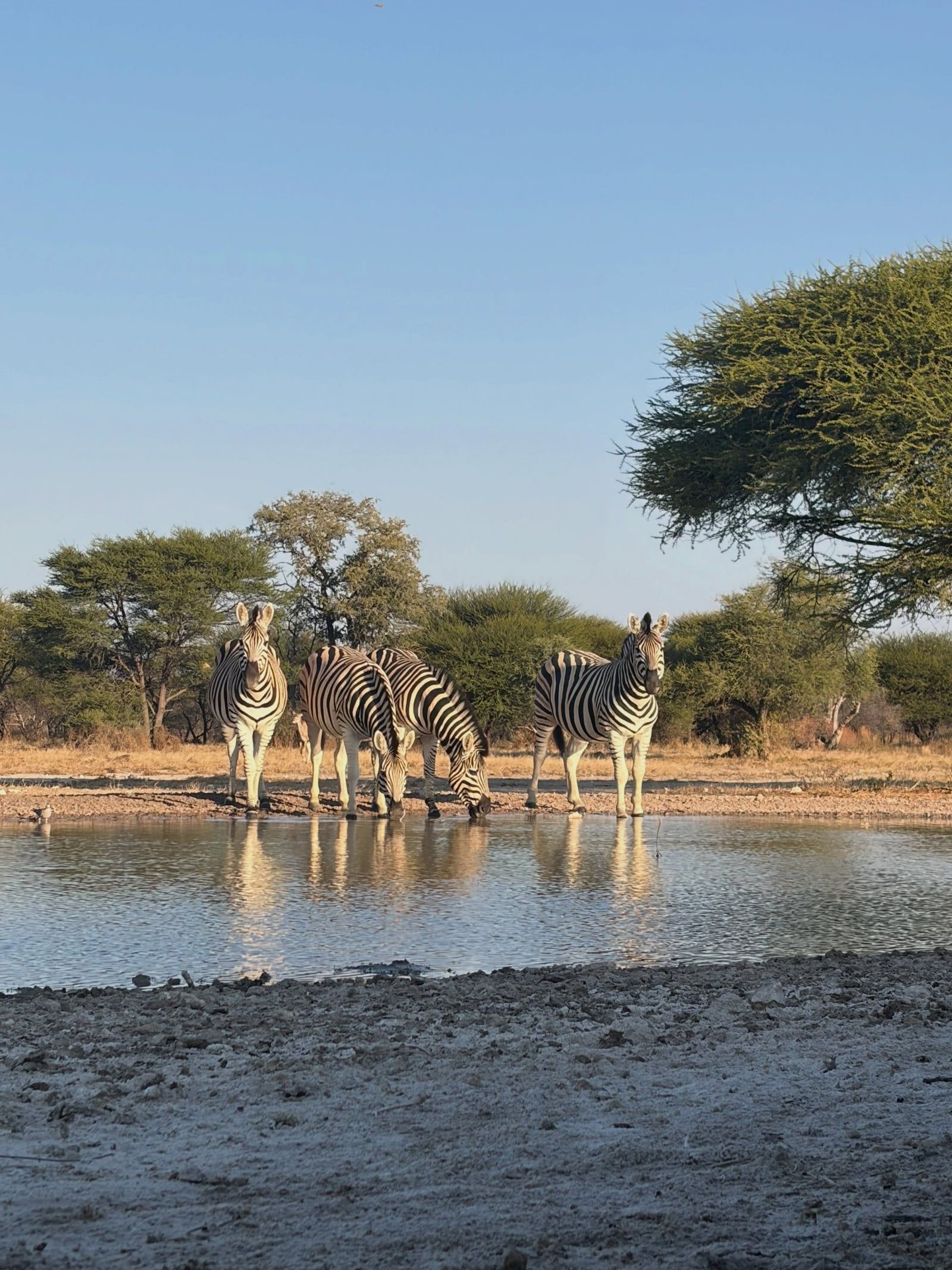 Vue de Delta de l'Okavango