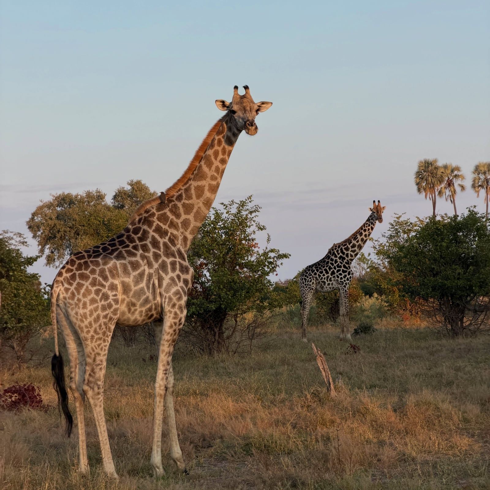 Vue de Delta de l'Okavango