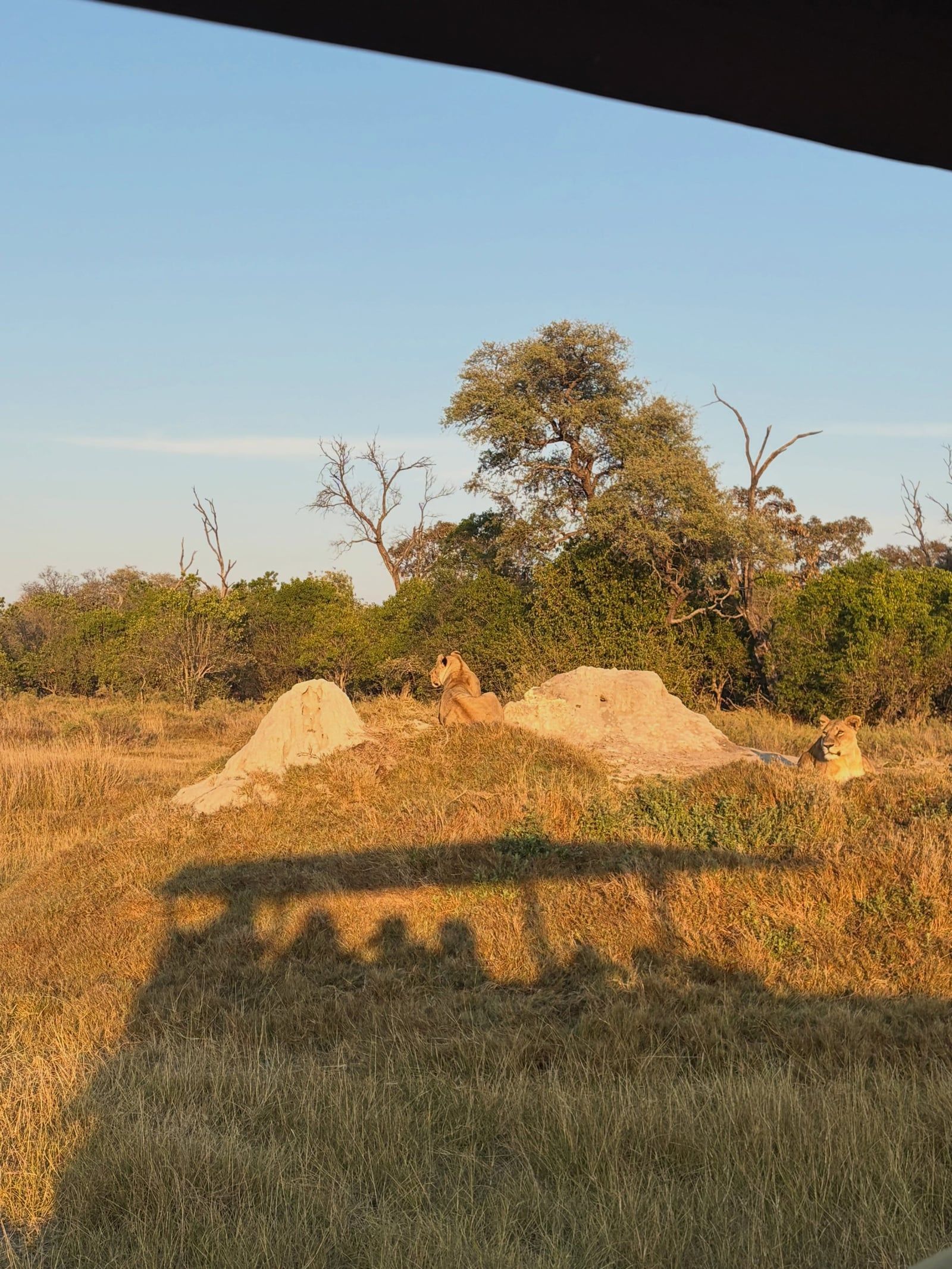 Photo d'un visiteur lors d'un circuit à Delta de l'Okavango